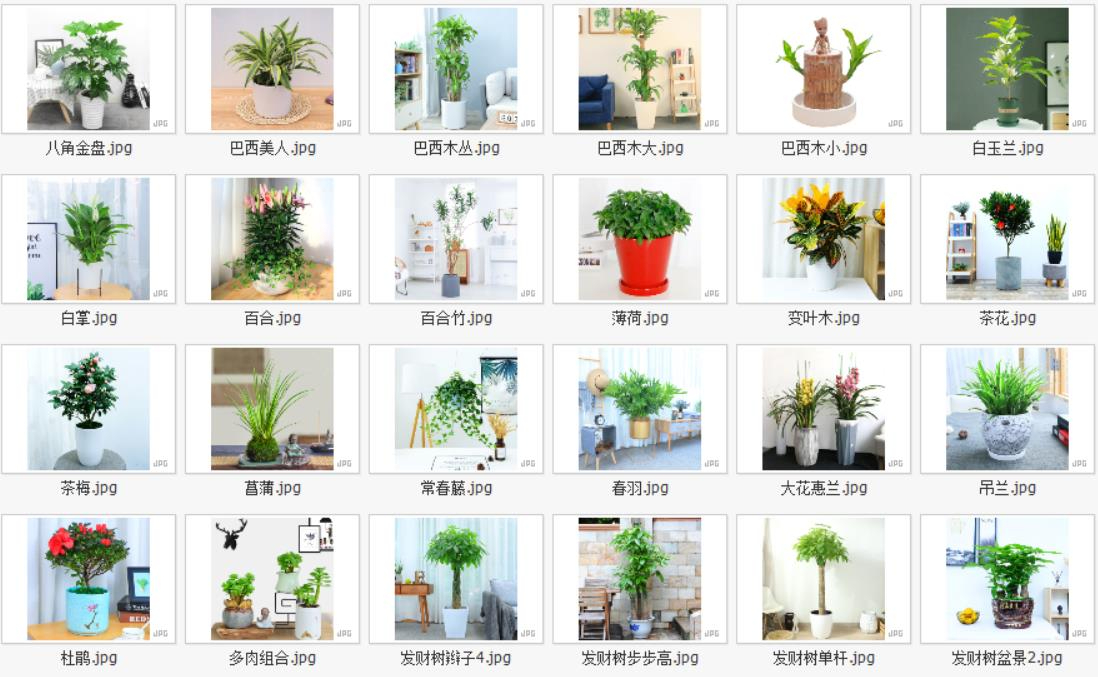 室內盆栽1